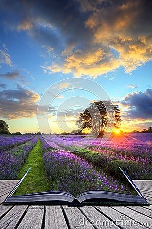 Creative concept image of sunset lavender fields Stock Photo