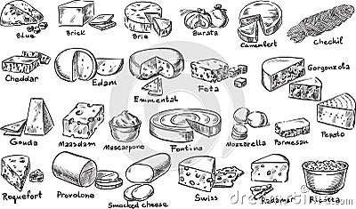 Cheeses. Vector Illustration