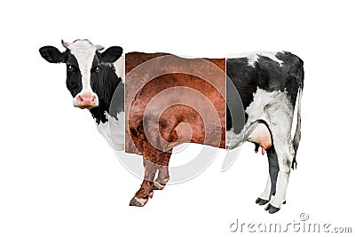 Creative Cow collage isoladed on white background Stock Photo