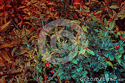 Creative Fluorescent Color Layout Of leaves. Neon Infrared Ultraviolet Colors. Nature Design Life Wall Concept Stock Photo