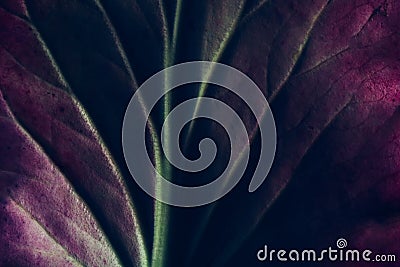 Creative fluorescent color layout made of leaf texture closeup. Nature concept Stock Photo