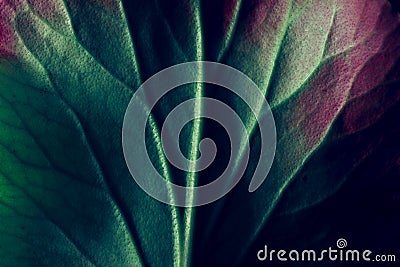 Creative fluorescent color layout made of leaf texture closeup. Nature concept Stock Photo