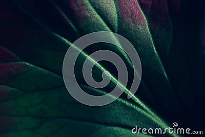 Creative fluorescent color layout made of leaf texture closeup. Nature concept Stock Photo