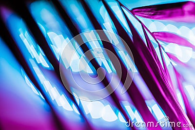 Creative fluorescent color of tropical leaves with neon light square. Stock Photo