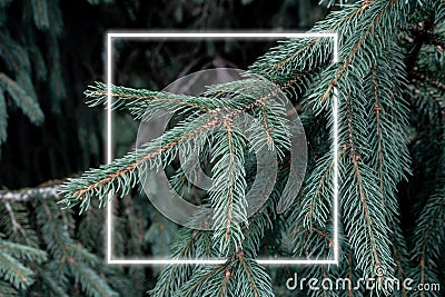 Creative fluorescent layout made of Christmas tree branches and neon light frame, minimal concept of new year with copy space Stock Photo