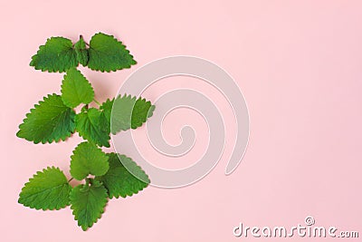 Creative Fresh Green Leaves. Nature Background. Green Summer Design. Bright Pink Color. Art. Detail Stock Photo