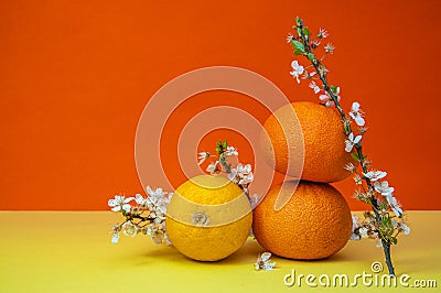 Creative fruits composition made of oranges and lemon with blossom tree branch on multicolor background, spring concept Stock Photo