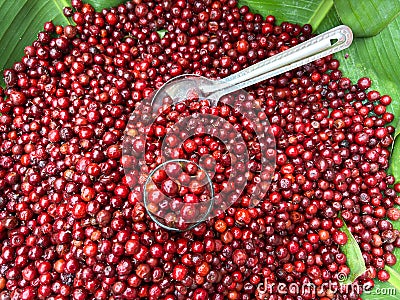 Creative fruits vegetable concept. Fresh cranberry cranberries glistering with water droplet. flat lay top view Stock Photo