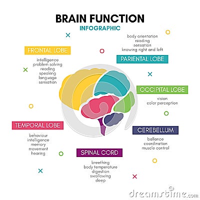 Creative human brain infographic concept lobe mind Vector Illustration