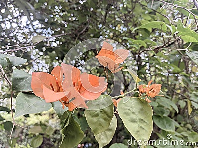 Creative layout Bougainvillea glabra of orange flower and green leaf. Nature concept Stock Photo