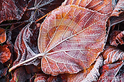 Creative layout of frosty leaves. Hoarfrost on autumn foliage. Autumn concept. Fall Stock Photo