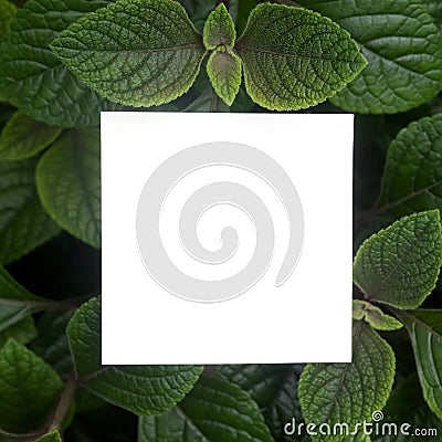 Creative layout made of leaves with paper card note. Flat lay. Nature concept Stock Photo