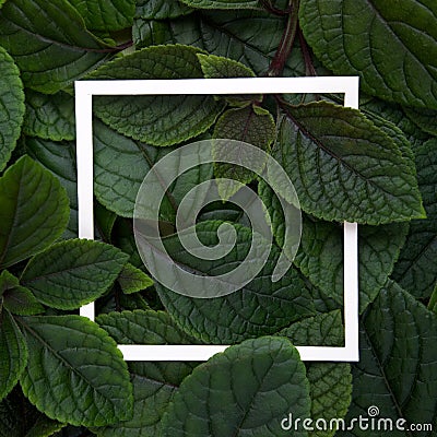 Creative layout made leaves with white paper frame. Flat lay. Nature concept Stock Photo