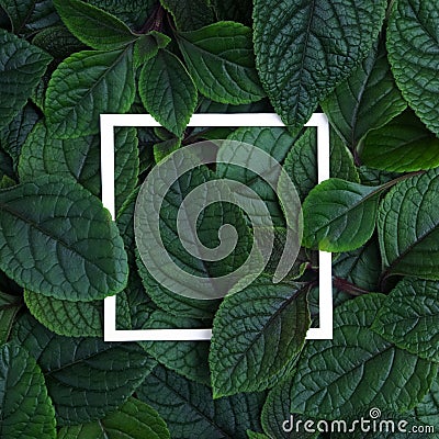 Creative layout made leaves with white paper frame. Flat lay. Nature concept Stock Photo