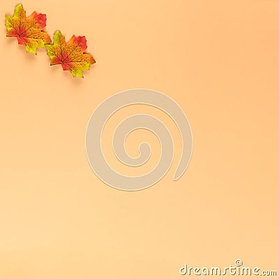 Creative minimal autumn concept on pastel background made with two multi-colored maple leaves. Top view and copy space layout Stock Photo