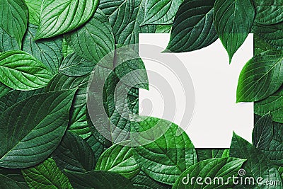 Creative mockup with clean paper card and beautiful green leaves with detailed texture. Nature greenery background Stock Photo