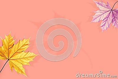 Creative natural autumn background.Yellow and violet maple leaves on a pink background. Free space for text Stock Photo