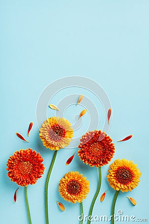 Creative nature composition of beautiful yellow and orange gerbera flowers with petals on blue. Autumn concept. Flat lay Stock Photo