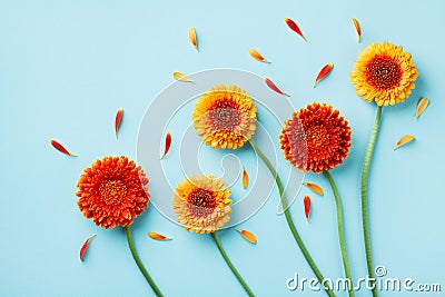 Creative nature composition of beautiful yellow and orange gerbera flowers with petals on blue table. Autumn concept. Flat lay Stock Photo