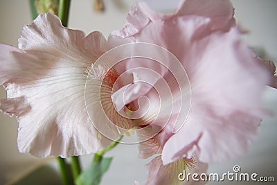 Creative perspective pink flower iris Stock Photo