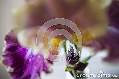 Creative perspective of iris flower in apartment interior Stock Photo