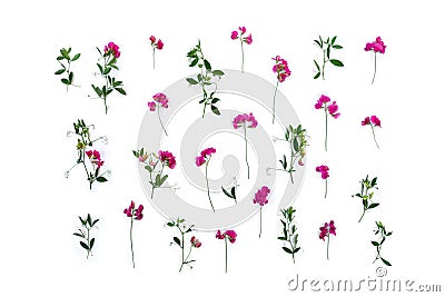 Creative summer pink wildflowers Lathyrus peavines, vetchlings on a white background. Top view, flat lay Stock Photo