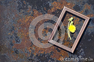 Creative top view dandelion flowers on rustic iron background with copy space in minimal style Stock Photo