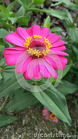 Creative view of beautiful and fresh pink paper flowers Stock Photo