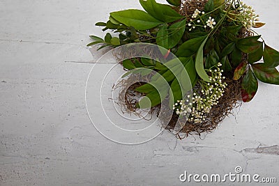 Creatively placed lay flat design organic green nest branches framed on wooden background Stock Photo