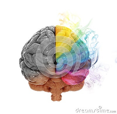 Creativity cerebral hemisphere concept Stock Photo