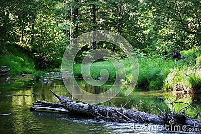 A creek Stock Photo