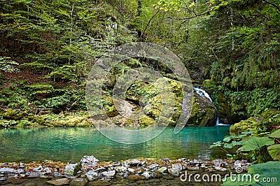 Creek is coming in a small lake trough the small waterfall with lot of trees and different kind of plants with foliage Stock Photo