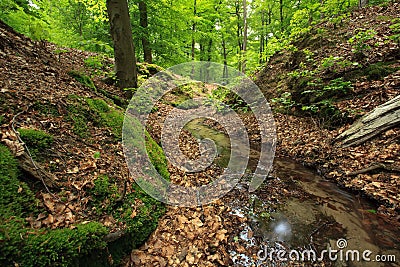 Creek in Forest Stock Photo