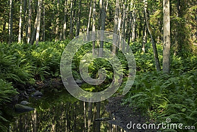 Creek in the forest bordered with lush green ostrich fern Stock Photo