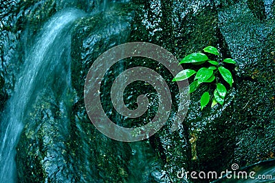 Creek Little Waterfall Green Plant Rock Background Stock Photo