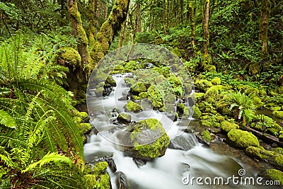 Creek in lush rainforest, Columbia River Gorge, USA Stock Photo