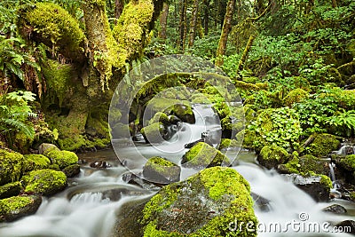 Creek through lush rainforest, Columbia River Gorge, USA Stock Photo