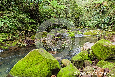 Creek near Mount Talinis, Negros island, Philippin Stock Photo