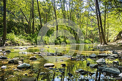 Creek running through a forest Stock Photo