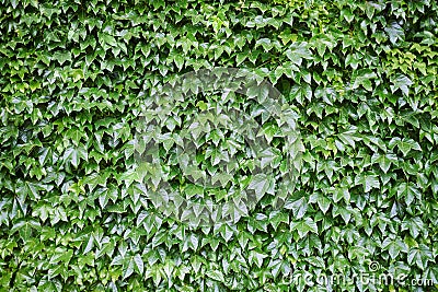 Creeper, with abundant foliage Stock Photo