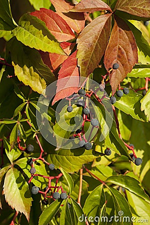 Boston ivy Stock Photo