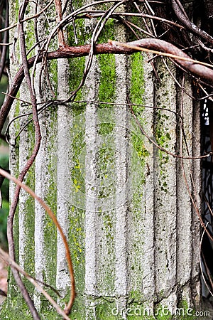Creeper plant around doric column Stock Photo