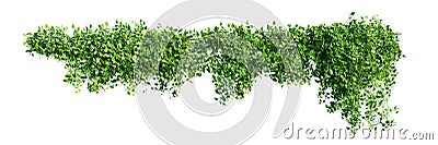 Creeper plant isolated on white background. 3D render. Cartoon Illustration