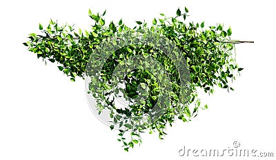 Creeper plant isolated on white background. 3D render. Cartoon Illustration