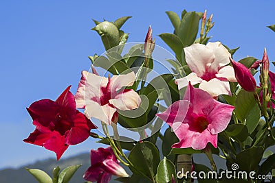Creeper plant mandevilla against blue sky Stock Photo
