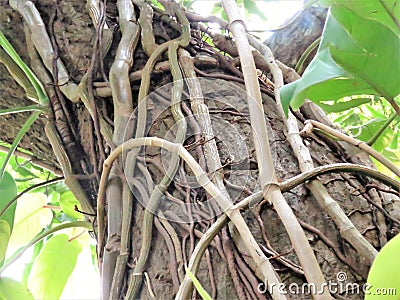 A creeper's tenacious hold on a tree in a jungle in Polonnaruwa. Stock Photo