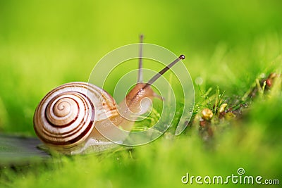 Creeper snail after rain on the grass. Stock Photo