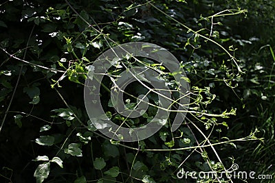 Creeper, weed. Creeper, vine, climber, rambler, runner. Plant that grows and feed from another plant. Smother plant. Stock Photo