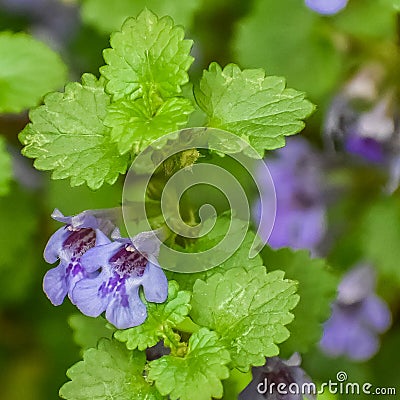 Creeping Charlie Groundcover Flowering Purple Stock Photo