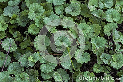 Creeping Charlie or Jenny Ground Cover - Glechoma hederacea Stock Photo